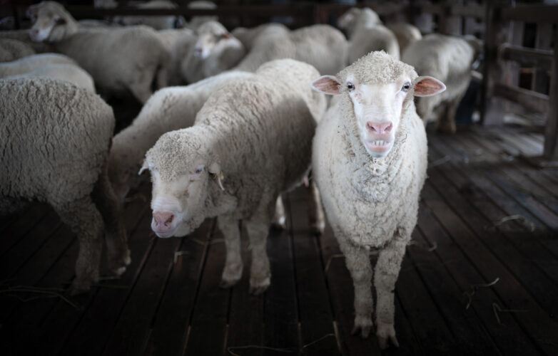 Selective Breeding Examples: Reasons for Culling Critters